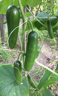 アラタVegetable garden