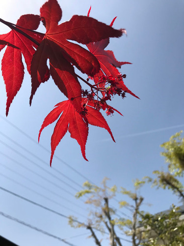 花の季節