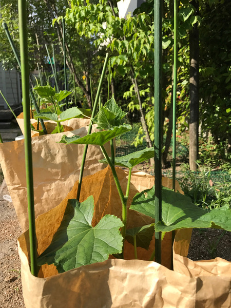 アラタvegetable garden