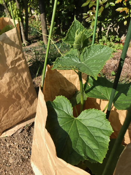 アラタvegetable garden