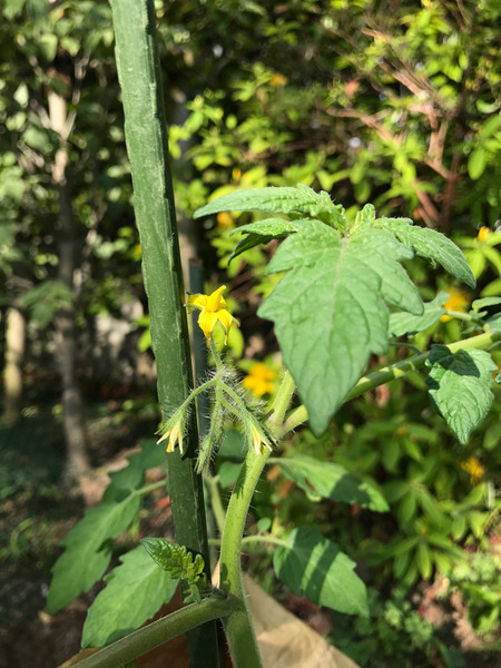アラタvegetable garden