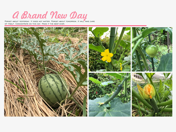 アラタvegetable garden 2017初夏