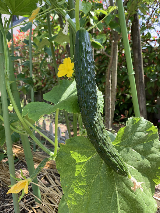 夏野菜