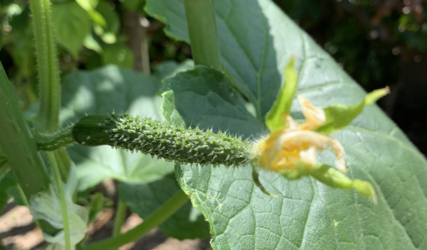 夏野菜