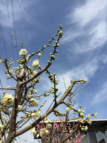 梅の花