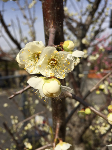 梅の花
