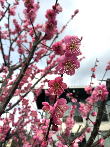 梅の花