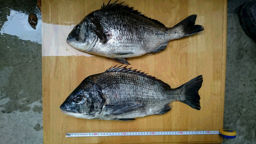 アラタ杯磯釣り大会