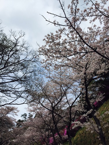 神山森林公園と花見弁当