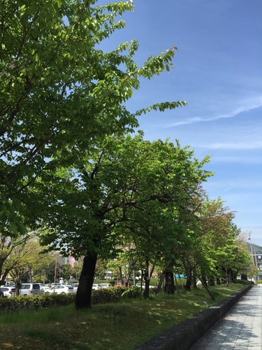 葉桜