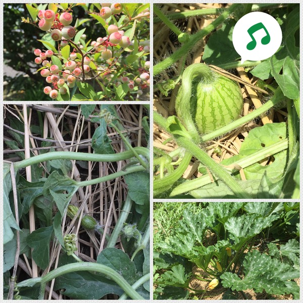 アラタvegetable garden 6月