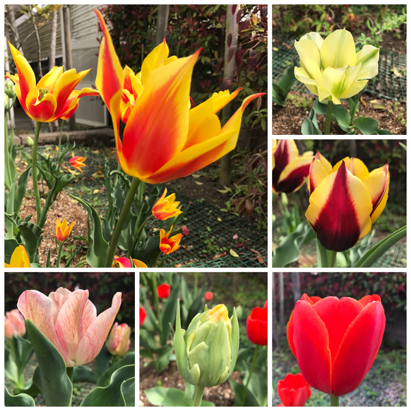 ファイル 2017-04-13 13 48 56.jpeg