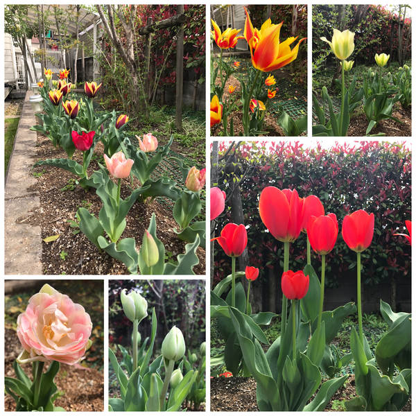 ファイル 2017-04-13 13 50 04.jpeg