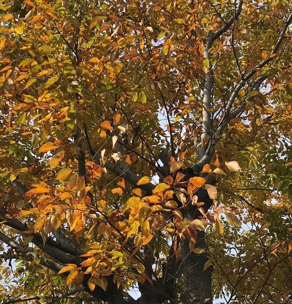 ファイル 2017-11-07 13 54 04.jpeg