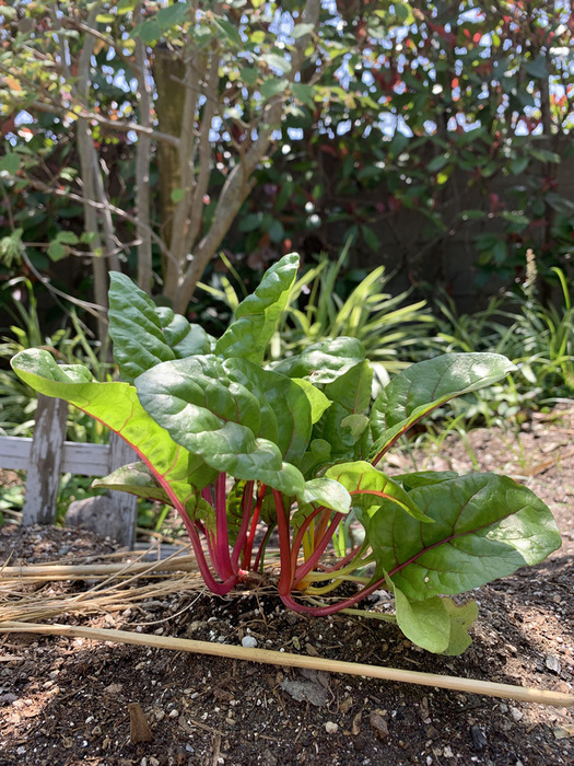 夏野菜