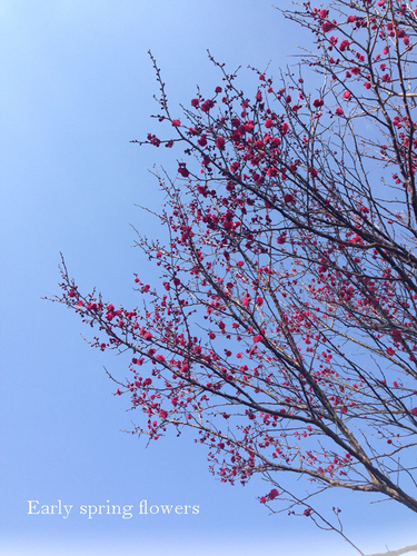 早春の花