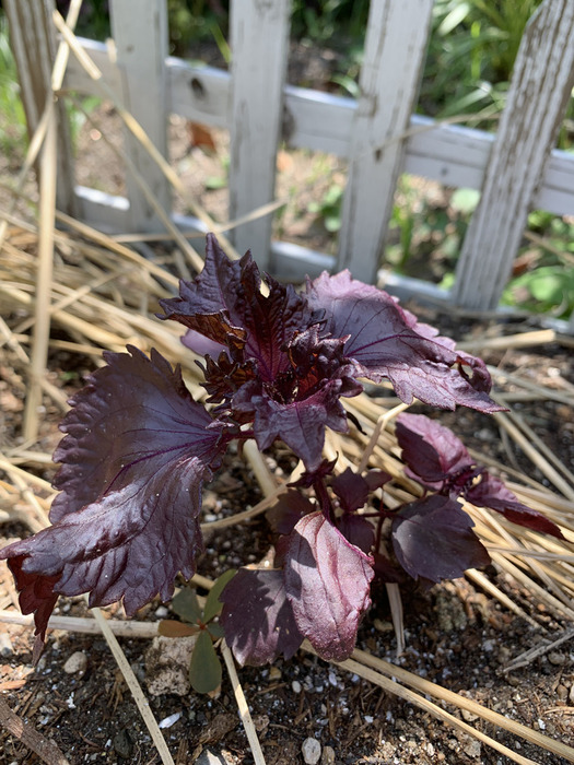 夏野菜