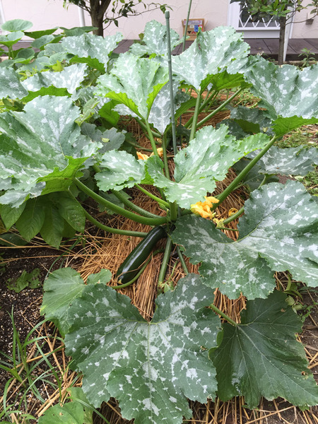 野菜2.jpg