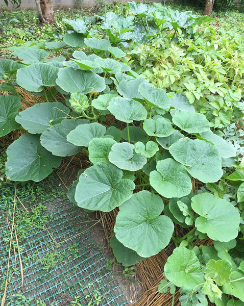 野菜3.jpg