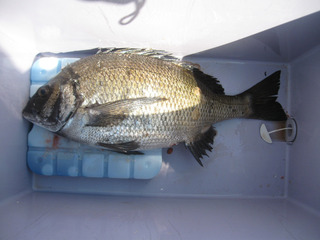 釣果1.jpg