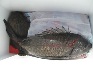 釣果2.jpg