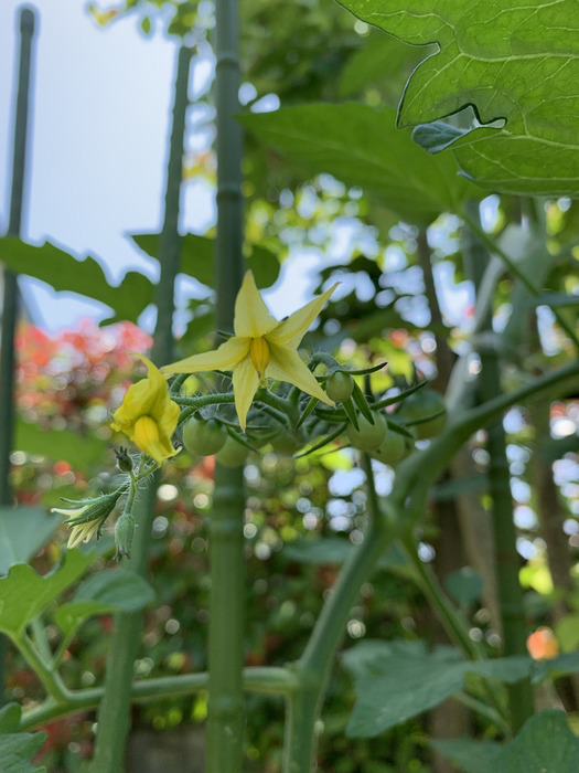 夏野菜