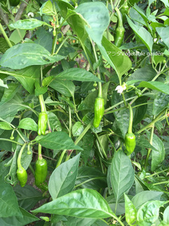 アラタVegetable garden