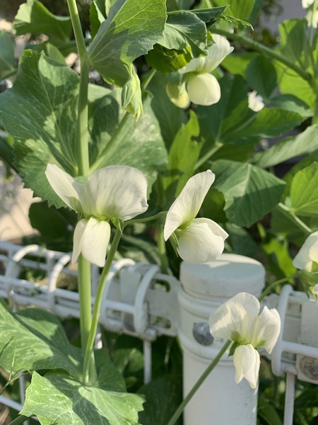 アラタvegetable garden