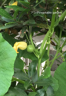 アラタVegetable garden