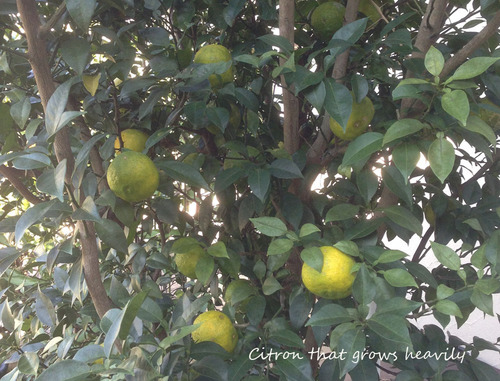 citron.jpg