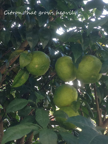 citron2.jpg