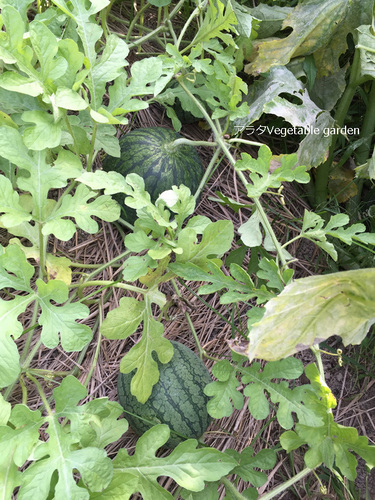 アラタVegetable garden