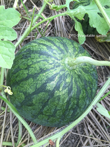 アラタVegetable garden