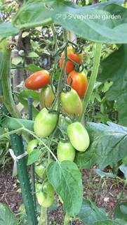 アラタVegetable garden