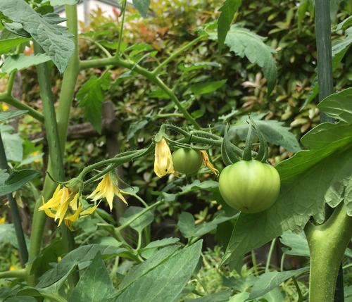 tomato2.jpg